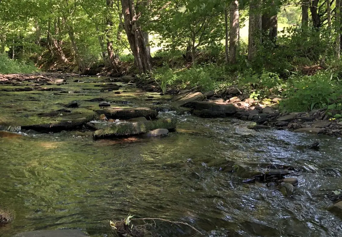 Wooded creek with shallow water